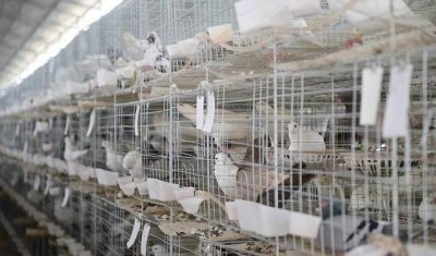 现在养殖什么最赚钱成本低有市场 什么养殖项目利润高