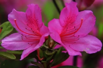 日本最名贵的杜鹃品种品名及图片 最受欢迎日本杜鹃品种