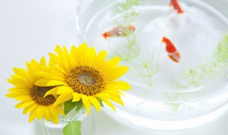 斗鱼怎么养才能更旺盛 斗鱼如何养才能更旺盛