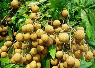 龙眼可以水培吗 水培养殖方法和注意事项