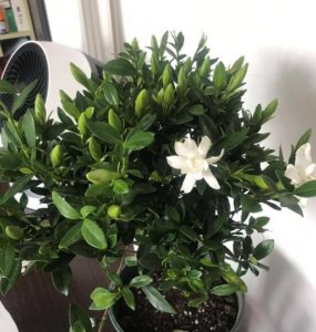 栀子花苞没开就掉了是什么原因 造成花骨朵没开就掉原因