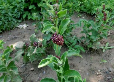 种植白薇亩产量多少斤 白薇的种植技术和亩产效益