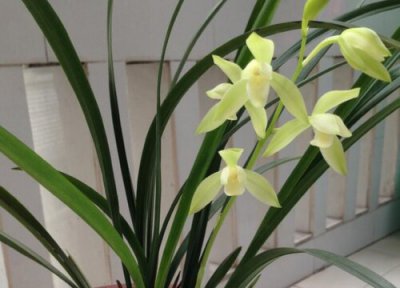 兰花生长习性 兰花的种植方法和技巧