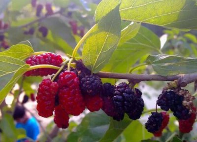 英国气候条件 英国盛产什么水果有名