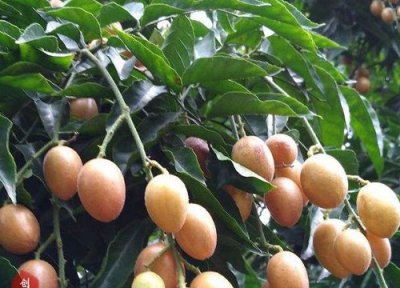 黄皮成熟时间 释迦果2什么时候成熟