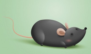 鼠的生肖运气如何 生肖鼠的运程解析