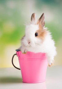 猫猫兔为什么不能养 非常不建议养猫猫兔的原因大全