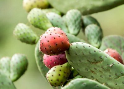 仙人掌适合家里养吗 适合养在家里什么地方