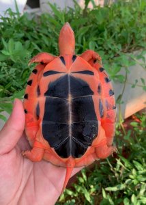 金钱龟吃什么食物好养活 金钱龟吃什么食物可以补充营养