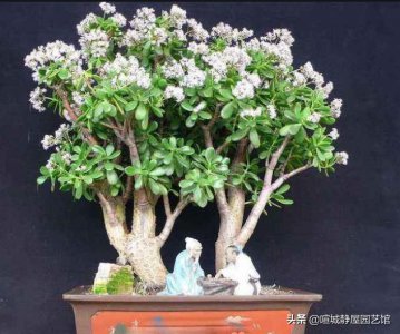 玉树种几年才能开花 玉树盆栽开花条件与养护方法