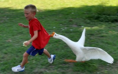 鹅为什么会主动咬人 大白鹅主动攻击人的原因是什么