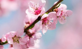 过年大厅摆什么花喜庆 春节客厅放什么鲜花好