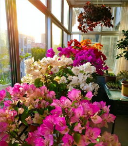 三角梅为什么不开花只长叶子越长越高 3种常见原因与处理