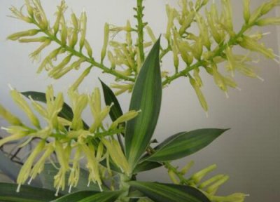 百合竹开花吗 开花花期多长时间