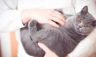 野猫怎么赶走 怎么驱赶野猫