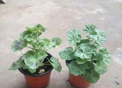 天竺葵为什么不开花只长叶 天竺葵徒长不开花原因分析