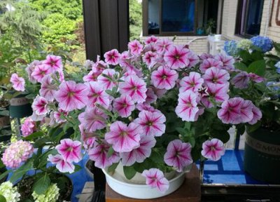 矮牵牛花夏天晒太阳 矮牵牛花怎么度夏安全