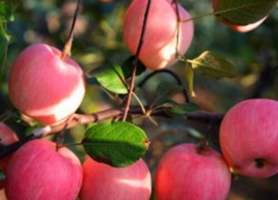 法国气候条件 法国盛产什么水果有名