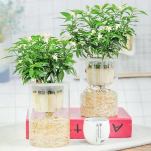 风车茉莉能水培吗 水培风车茉莉的养殖方法和注意事项