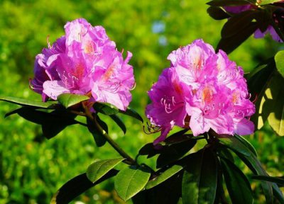 干枝杜鹃国家二级保护植物 它是国家几级重点保护植物