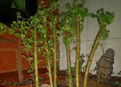 对节白蜡的养殖方法 对节白蜡的养殖方法和注意事项