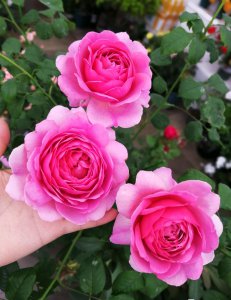 肯特公主月季特点介绍 肯特公主开花的花朵又美又香