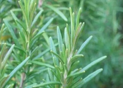 家里养迷迭香 迷迭香好养吗