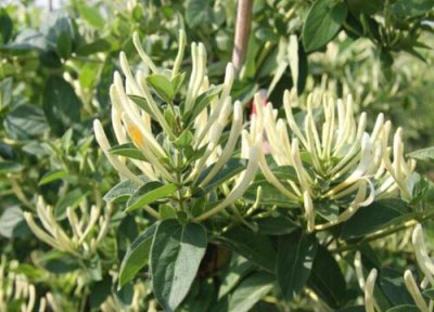 2023年金银花预测 未来几年金银花价格与行情趋势