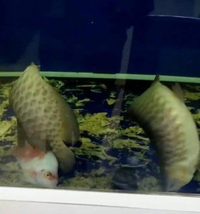 鱼翻肚子了还能救活吗 观赏鱼翻肚子的原因有哪些