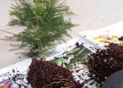 养花烂根是什么原因 养殖花卉总烂根需要注意哪些养殖小细节