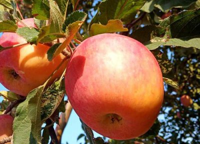 苹果是热性还是凉性 苹果属于热性还是凉性