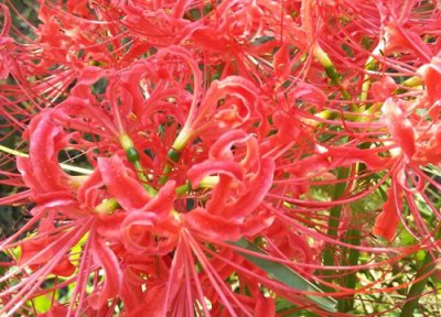 彼岸花长在哪里 彼岸花生长在哪里