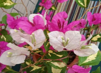 养的三角梅不开花怎么回事 三角梅不开花该怎么进行养护