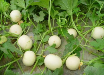 甜瓜生长周期 甜瓜打什么药好
