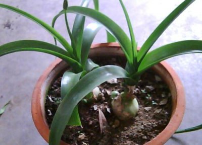 葫芦兰会开花吗 在什么时候开花