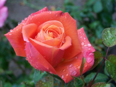 让鲫鱼疯狂的味道有哪些 什么饵料气味最能吸引鲫鱼上钩