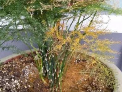 文竹叶子变黄怎么挽救处理 文竹落叶变黄是什么原因