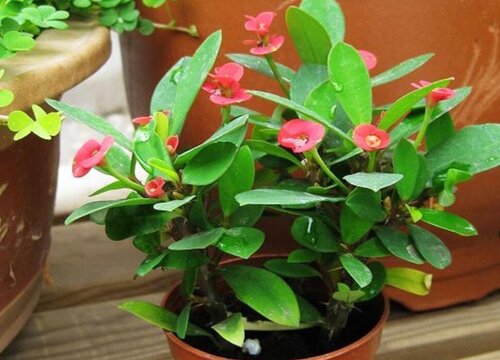 家庭如何养殖刺梅花开不断