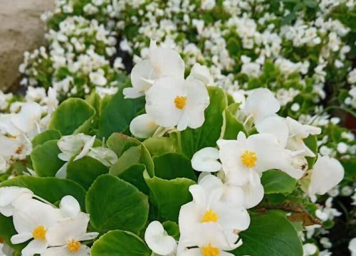 玻璃翠会开花吗