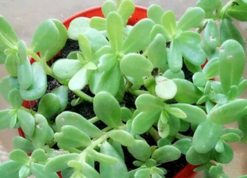 玻璃翠会开花吗