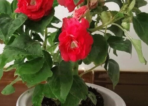 玻璃翠会开花吗