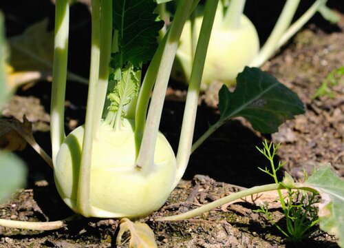 大头菜什么时候播种好