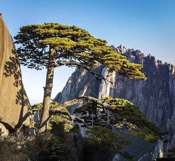 黄山的特点都有哪些