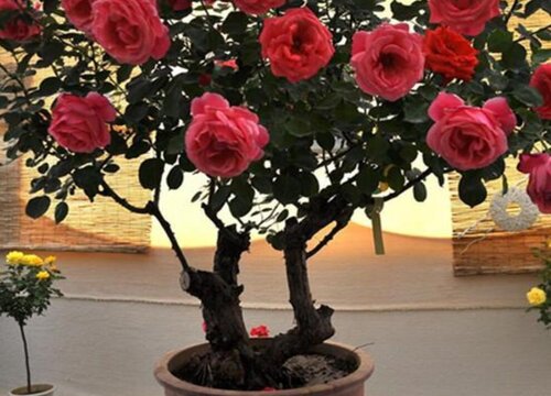 把鱼肠埋在月季花盆底行吗