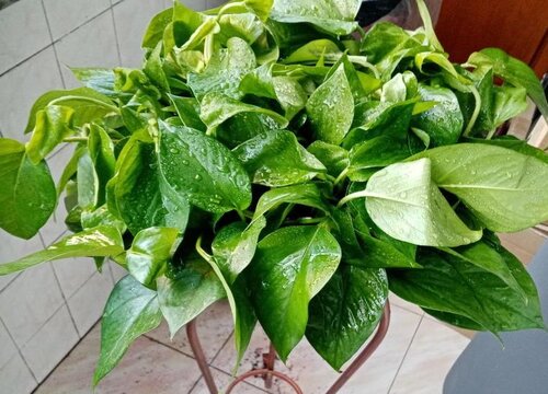 绿萝怎么养殖轻松长爆盆