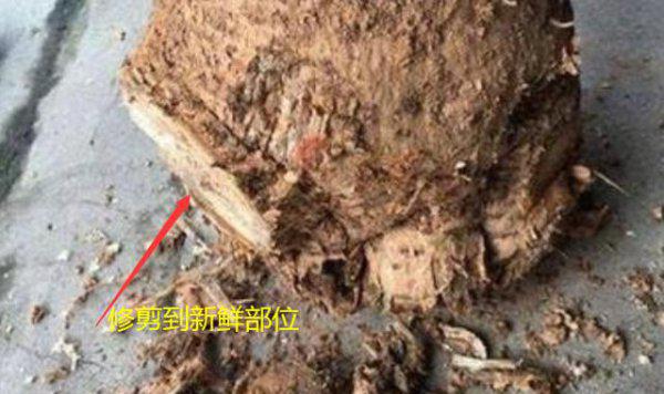 发财树浇水多烂根了怎么补救