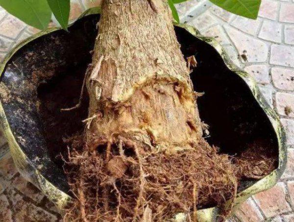 发财树浇水多烂根了怎么补救