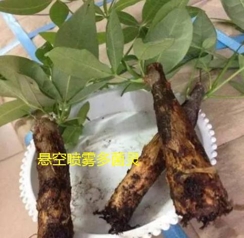 发财树浇水多烂根了怎么补救