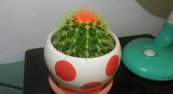 仙人球放在卧室好吗