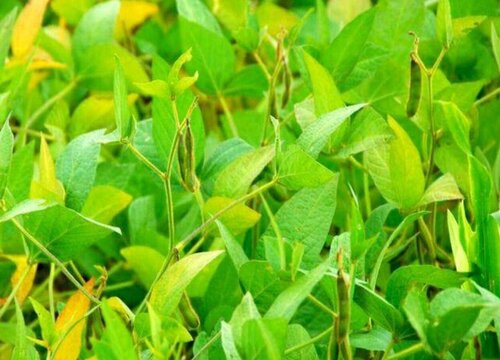 种植大豆怎样防治病虫害